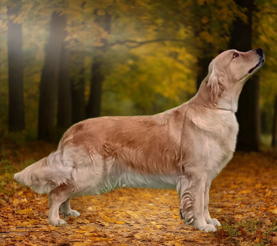 🌟  SE U(U)CH Gildas Oh La La🌟