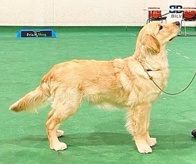 Gildas Portrait Of A Lady